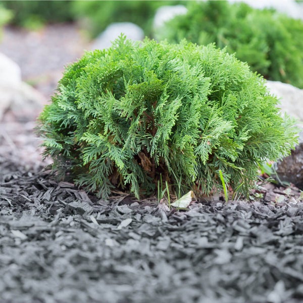 Grüner Kugel-Lebensbaum Thuja occidentalis in einem Gartenbeet mit dunklem Rindenmulch.