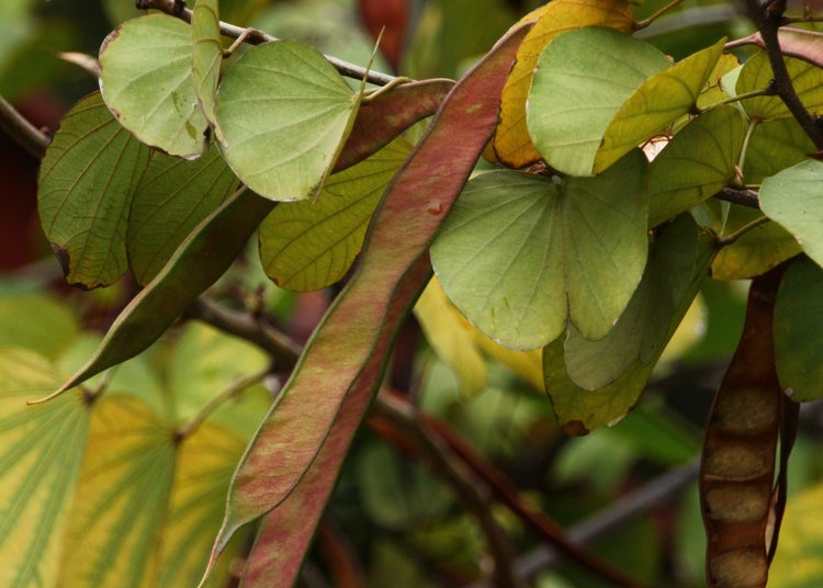 SAFLAX Anzucht Set - Orchideen-Baum - Bauhinia variegata - 8 Samen - Mit Mini-Gewächshaus, Anzuchtsubstrat und 2 Töpfen