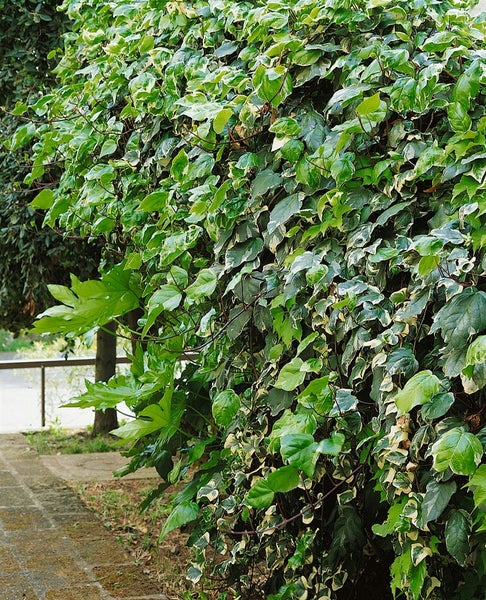 Hedera algeriensis 'Gloire de Marengo', Efeu, grün-weiß, 60–100 cm