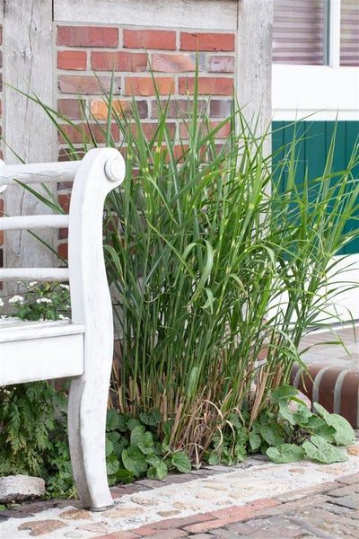Miscanthus sinensis 'Little Zebra', Ziergras, gestreift, 3-5 Liter Container