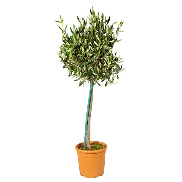 Olea Europaea Olivenbaum auf Stamm Baum Winterhart HORNBACH
