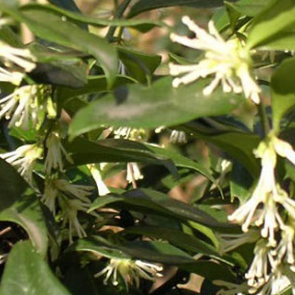 Nahaufnahme einer blühenden Duftblüte