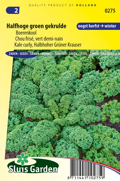 Samenpackung für halbhohen grünen krausen Grünkohl