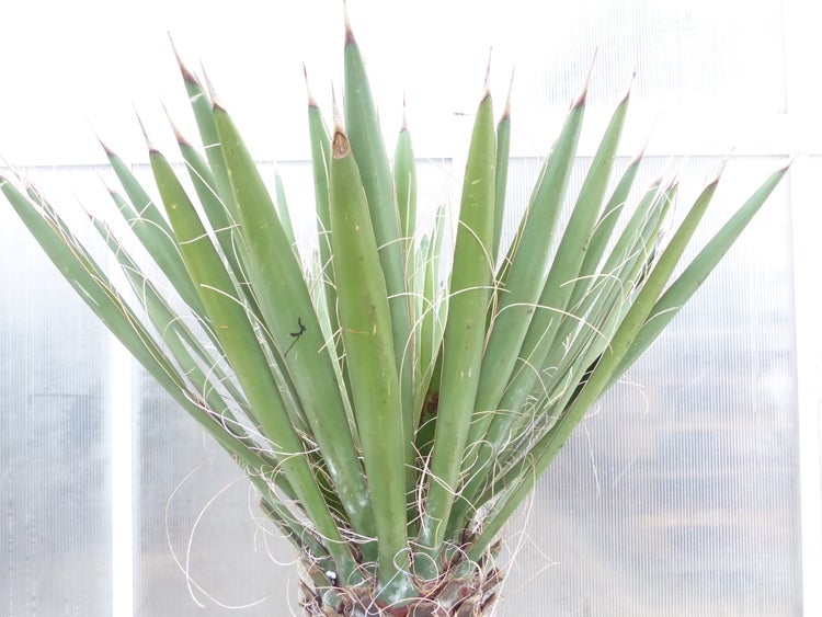 Yucca Filifera, 158 cm Stamm 78 cm Tambasi Yucca, winterhart -13 Grad
