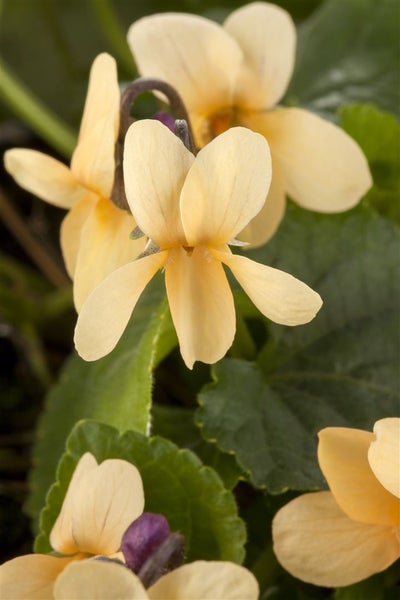 Viola odorata, Duftveilchen, violett, ca. 9x9 cm Topf