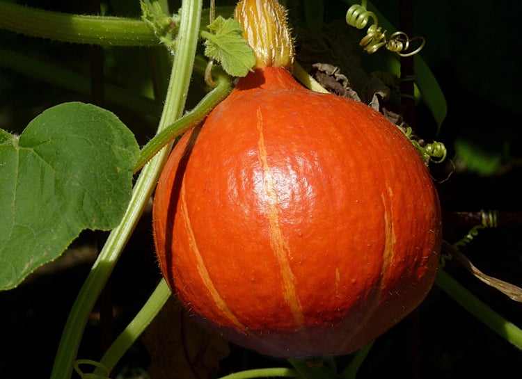 SAFLAX Garden to go - Kürbis - Japan Hokkaido - Cucurbita maxima - 10 Samen - Mit Topf, Klima - Deckel und Anzuchtsubstrat