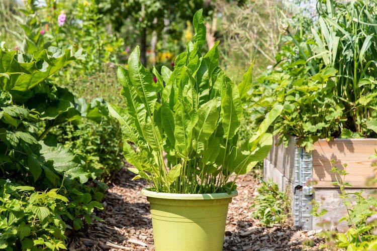 Sauerampfer in einem Topf im Garten