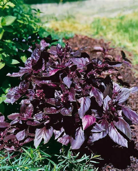 Violettes Basilikum im Gartenbeet
