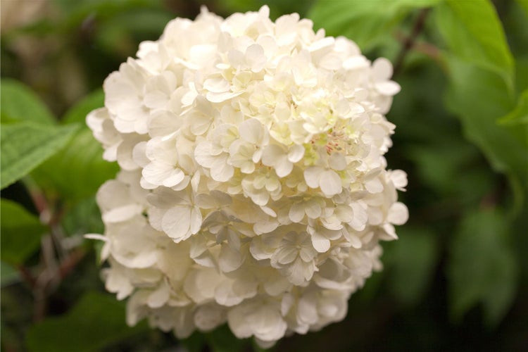 Hydrangea paniculata 'Wim's Red', Rispenhortensie, rot-weiß, 60–80 cm