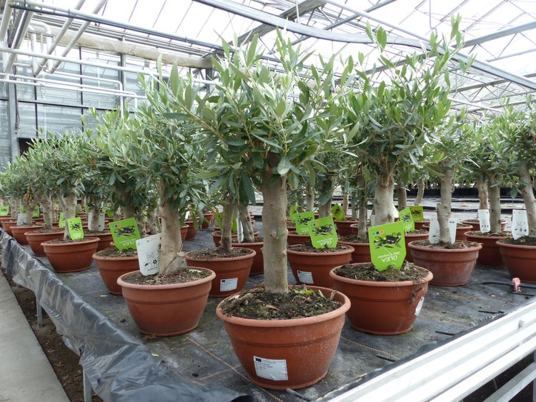 Olivenbaum Bonsai Formgehölz, Olive winterhart, Olea europaea 50 - 60 cm