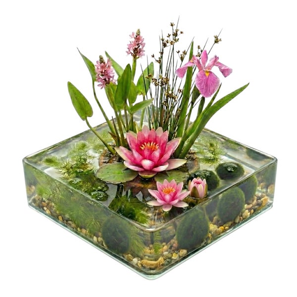 Mini-Teich in quadratischer Glasschale mit Seerosen, Iris, Hechtkraut, Mooskugeln und Kiesboden.