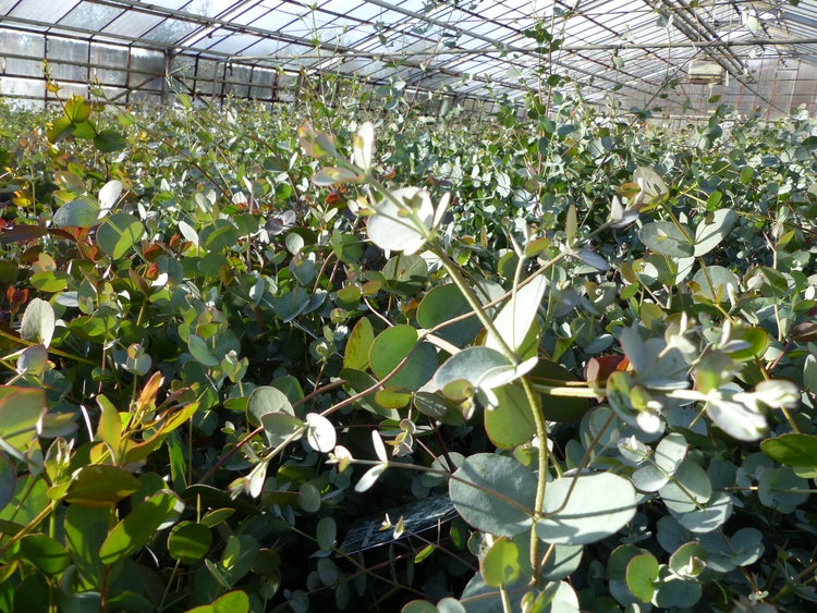 XXL Eucalyptus Gunni Gunnii Busch Eukalyptusbaum 80 - 100 cm, Pflanze winterhart