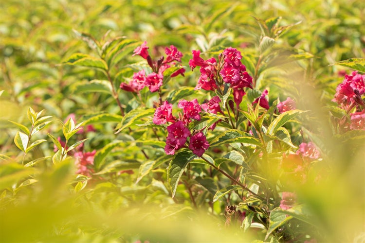 Weigela florida 'Brigela' -R-, Weigelie, buntlaubig, 40–60 cm