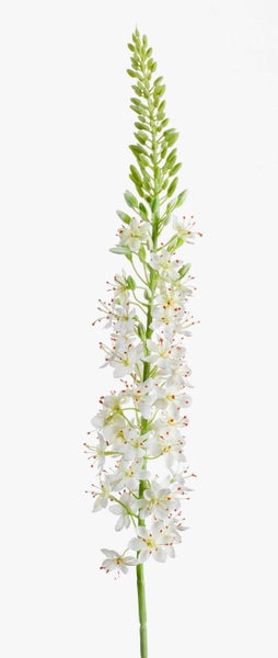 Weiße Steppenkerze mit grünen Knospen und orangefarbenen Staubgefäßen.