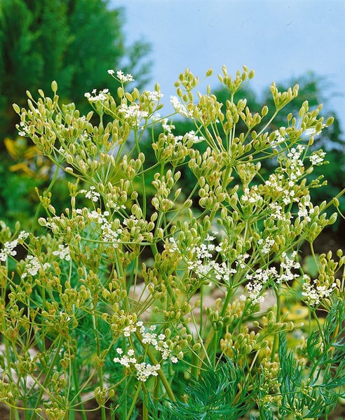 Blühende Kümmelpflanze im Garten