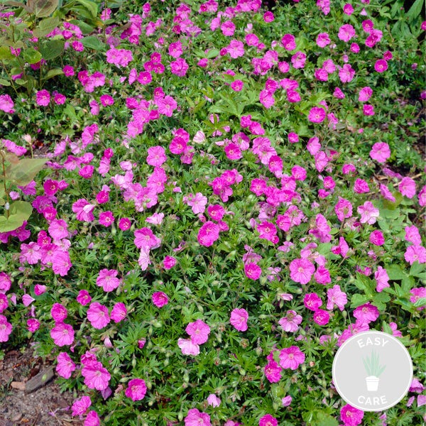 Geranium Sanguineum - Storchschnabel - Freilandpflanze - Pflegeleicht – ⌀9 cm - ↕10-15 cm