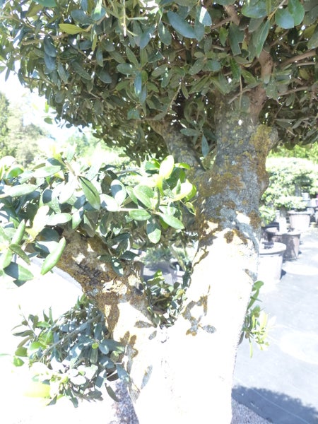 Olivenbaum 6 Pon Pon Bonsai Formgehölz Gartenbonsai Olea europaea Olive winterhart