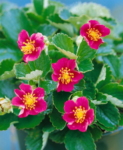 Fragaria vesca var. semperflorens 'Rosea', Walderdbeere, rosa, ca. 9x9 cm Topf