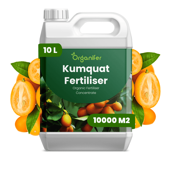 Organifer Kumquat D&uuml;nger, 10 Liter Kanister, organisches D&uuml;ngerkonzentrat f&uuml;r 10000 Quadratmeter, Organifer Logo.