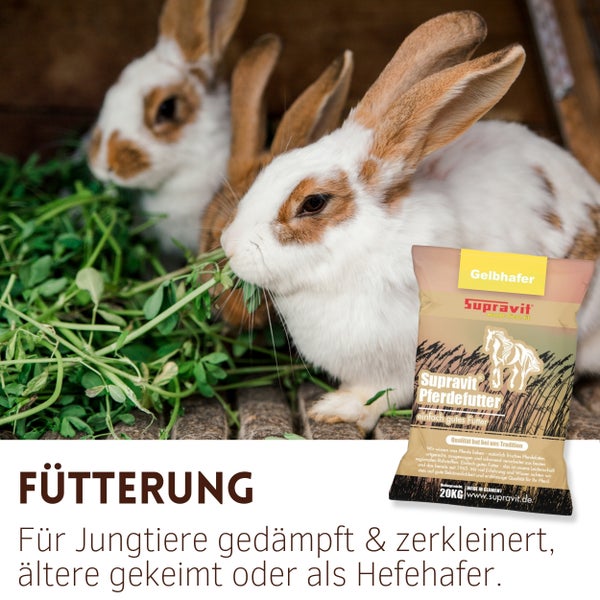 Zwei Kaninchen fressen Gras vor einem Sack Supravit Gelbhafer Pferdefutter.