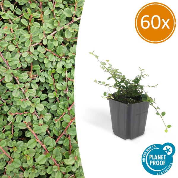 Kletterficus Ficus pumila im Topf, 60 Stück, Planet Proof zertifiziert.