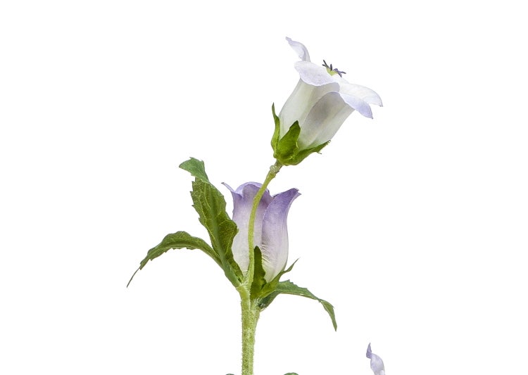 Künstliche Glockenblume mit zwei violett-weißen Blüten an einem grünen Stiel.