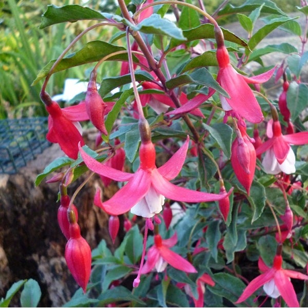 Fuchsienpflanze mit hängenden Blüten