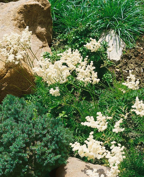 Filipendula vulgaris, Spierstaude, ca. 9x9 cm Topf, zartrosa Blüten