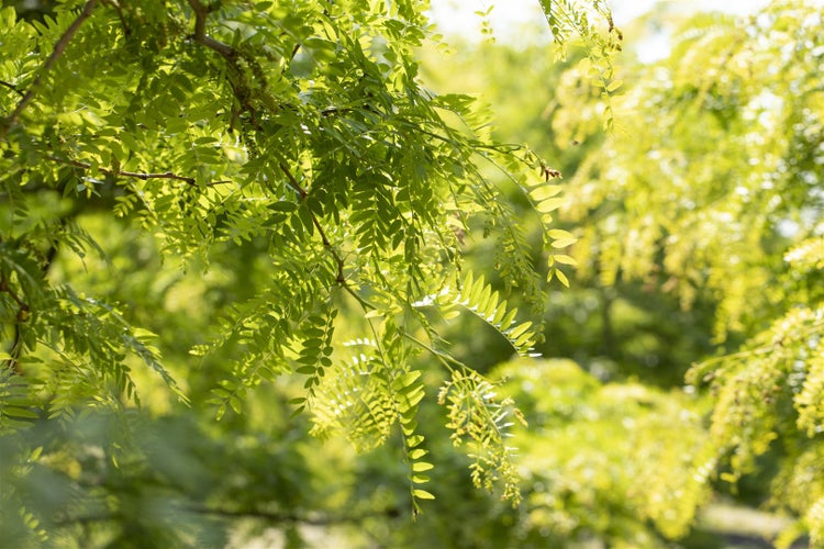 Gleditsia triacanthos 'Sunburst', Gold-Gleditschie, 125–150 cm