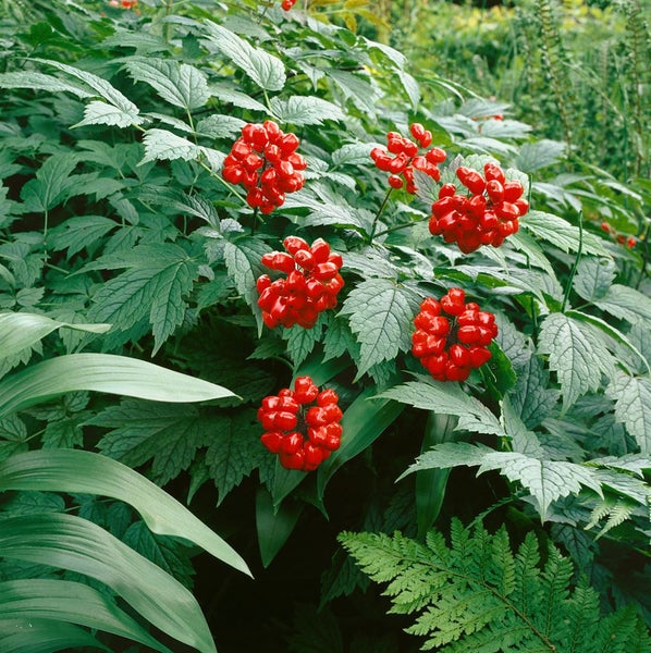 Actaea rubra, Rote Christophskraut, ca. 11x11 cm Topf