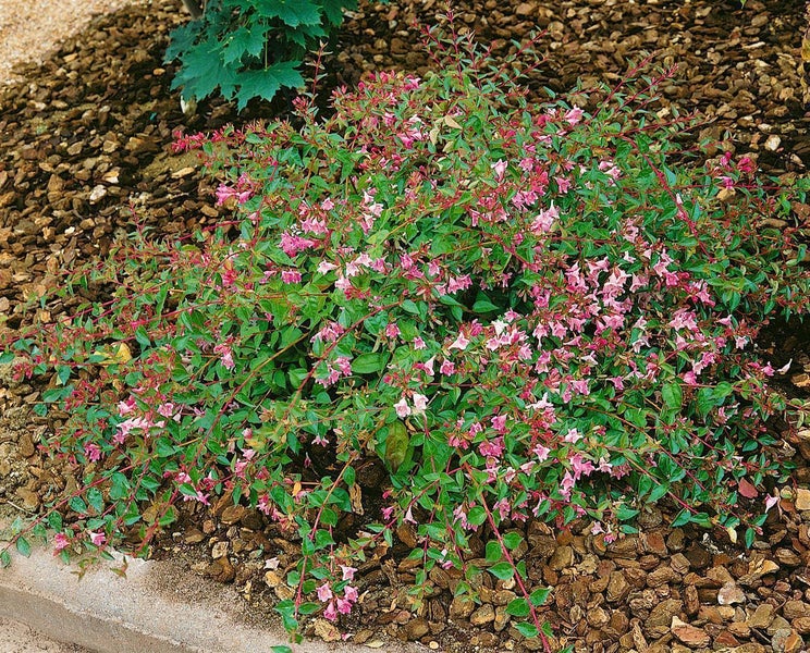 Blühender Zierstrauch mit kleinen grünen Blättern und vielen rosa Blüten, gepflanzt in einem Gartenbeet mit Rindenmulch.