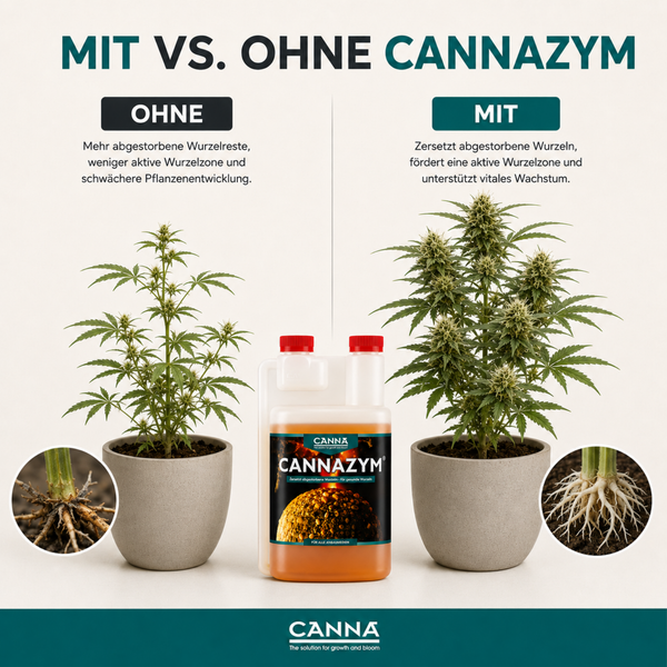 Vergleichsgrafik zeigt die Wirkung von CANNAZYM Pflanzennährstoff auf das Wurzelwachstum und die Entwicklung einer Pflanze in einem Topf.