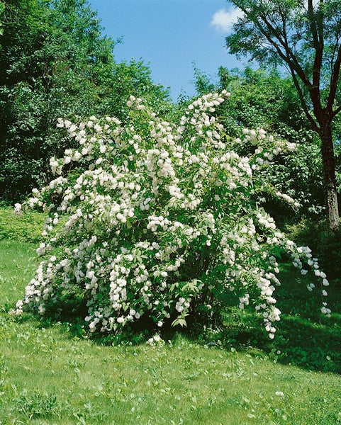 Deutzia magnifica, Maiblumenstrauch, weiß, 60–80 cm