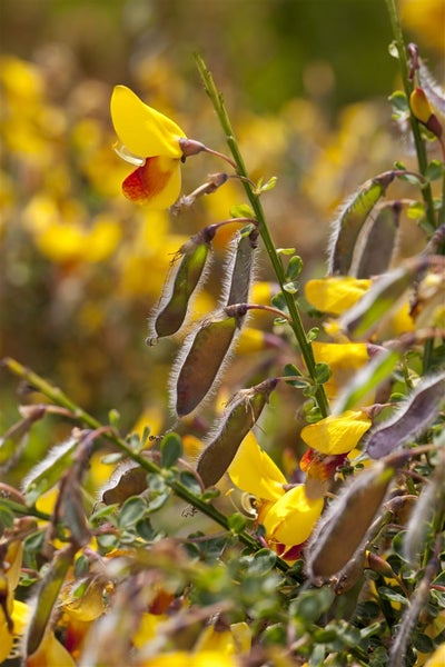 Cytisus scoparius 'Andreanus Splendens', Besenginster, gelb-rot, 40–60 cm