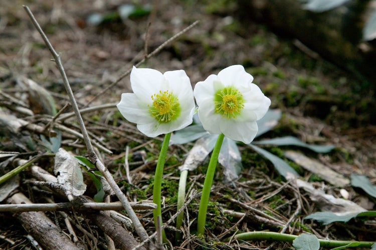 Zwei blühende Christrosen im Gartenbeet
