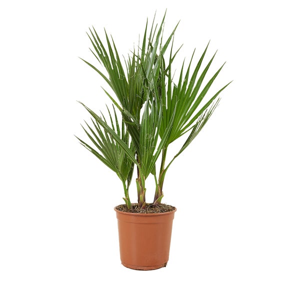 Washingtonia Robusta - Mexikanische Fächerpalme - Palme - Immergrün - ⌀14 cm - ↕50-70 cm