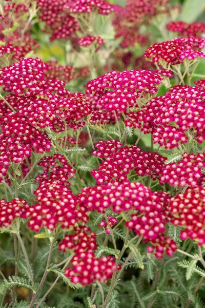 Achillea millefolium 'Velour', Schafgarbe, rosa, ca. 9x9 cm Topf