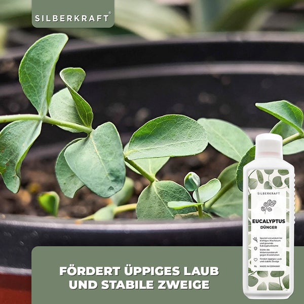 SILBERKRAFT Eukalyptus Dünger – Für Eukalyptusbäume – 1 Liter