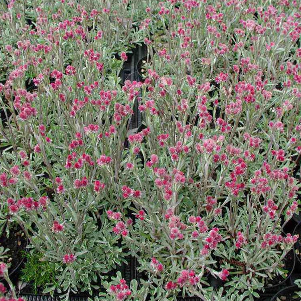Nahaufnahme von silbrigen Strohblumen mit roten Blüten.
