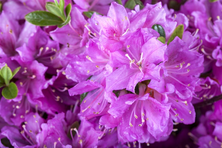 Rhododendron obt. 'Diamant Enzianblau', enzianblau, 15–20 cm