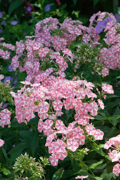 Phlox paniculata 'Peppermint Twist', Flammenblume, rosa-weiß, ca. 11x11 cm Topf