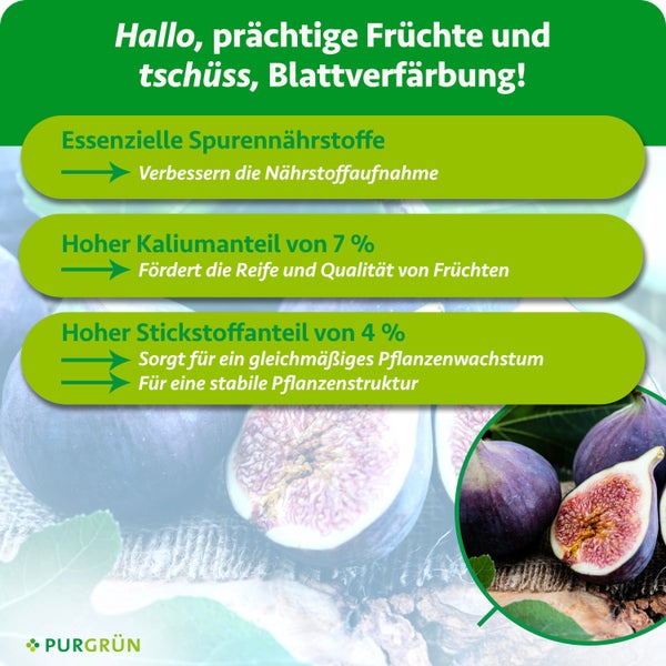 Purgrün Bio Feigendünger Konzentrat, 1 Liter ergibt 100 Liter Gießwasser, mit praktischer Dosierkappe für gesundes Pflanzenwachstum.
