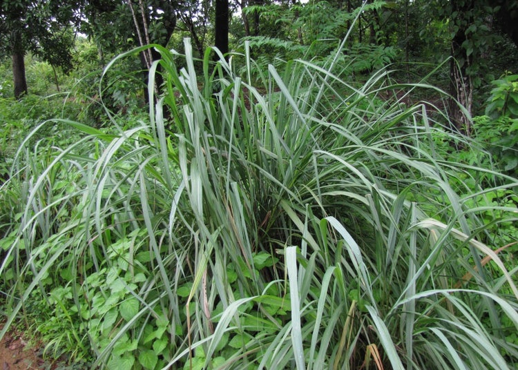 SAFLAX Anzucht Set - Zitronengras - Cymbopogon flexosus - 50 Samen - Mit Mini-Gewächshaus, Anzuchtsubstrat und 2 Töpfen