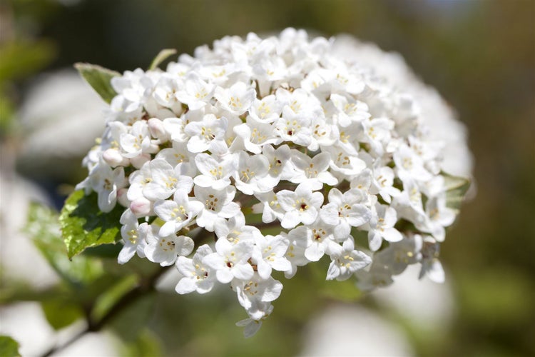 Viburnum burkwoodii, Duft-Schneeball, immergrün, 60–80 cm