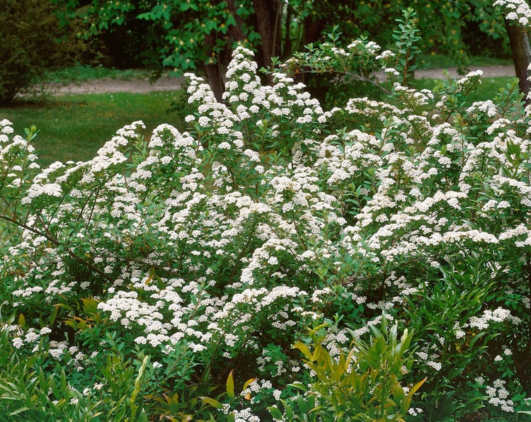 Strauch mit kleinen weißen Blüten