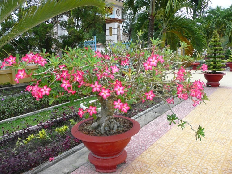SAFLAX  - Wüstenrose - Adenium obesum - 8 Samen