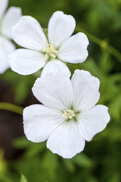 Nahaufnahme von zwei weissen Storchschnabelblüten