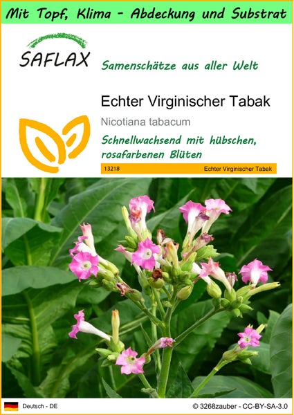 SAFLAX Garden to go - Echter Virginischer Tabak - Nicotiana tabacum - 250 Samen - Mit Topf, Klima - Deckel und Anzuchtsubstrat