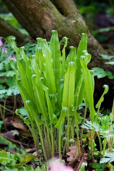 Phyllitis scolopendrium, Hirschzungenfarn, ca. 9x9 cm Topf