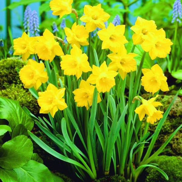 Gelbe Narzissen im Gartenbeet